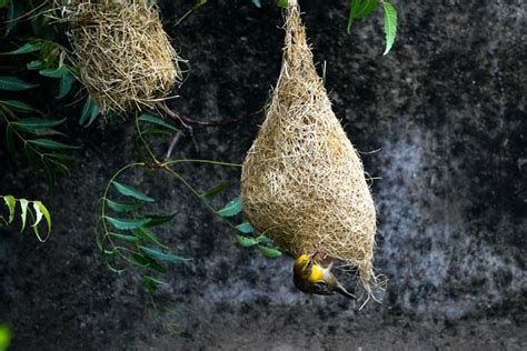 H­i­n­d­i­s­t­a­n­­d­a­ ­D­o­k­u­m­a­c­ı­ ­k­u­ş­l­a­r­ı­n­ ­y­u­v­a­ ­s­a­n­a­t­ı­